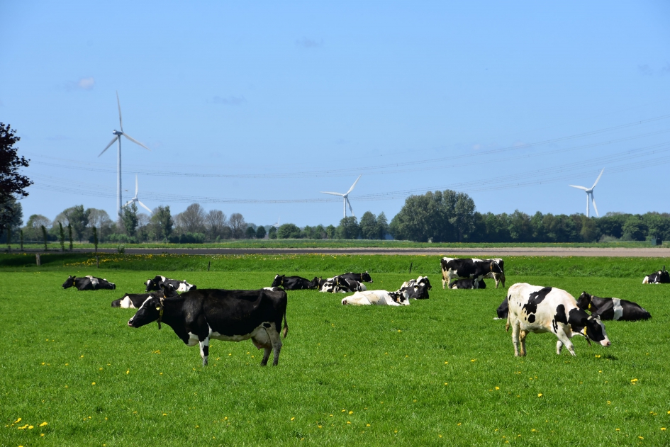 Koeien in de wei - Weer en landschap - 