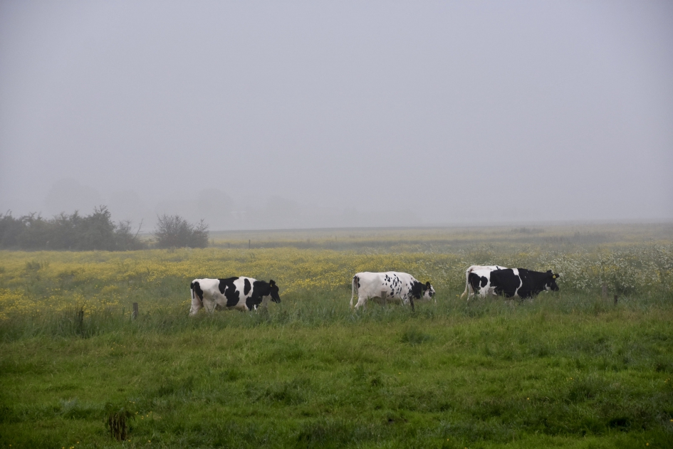 Koeien in een mistige bloemenwei - Zoogdieren - 