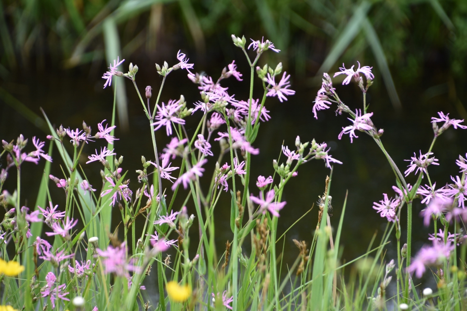 Koekoeksbloem - Planten - 