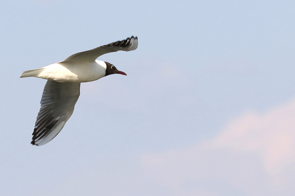 kokmeeuw -zomerkleed- - Vogels - 
