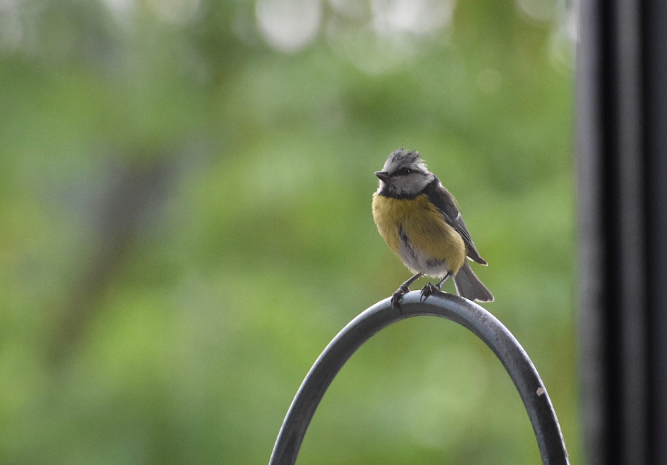 Kool of pimpelmeesje - Vogels - 