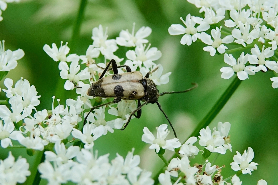 Korte smalboktor - Geleedpotigen - Korte smalboktor