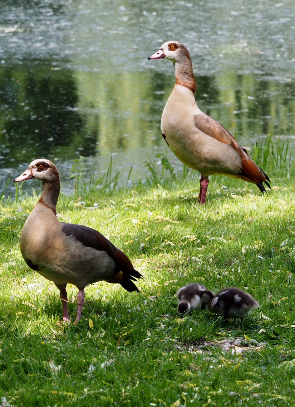 Kroost - Vogels - Nijlgans