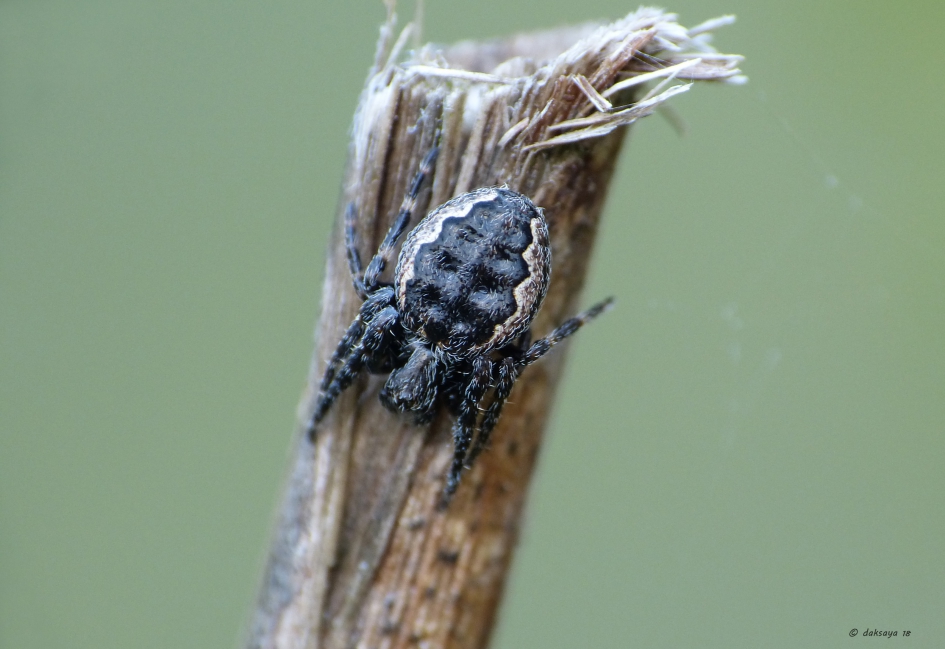 Platte wielwebspin - Geleedpotigen - Platte wielwebspin