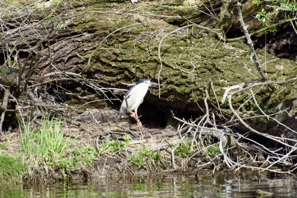 Kwak - Vogels - 