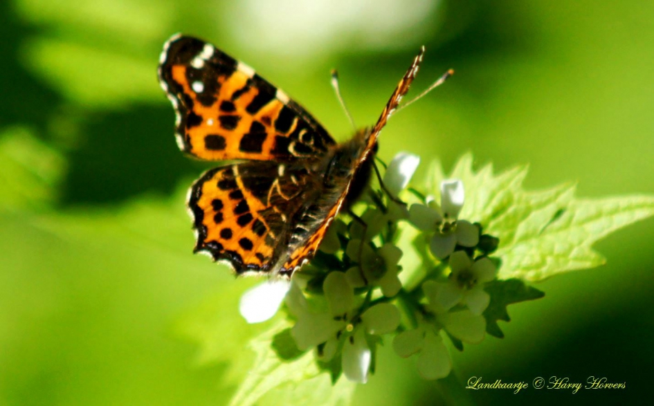Landkaartje - Geleedpotigen - Landkaartje