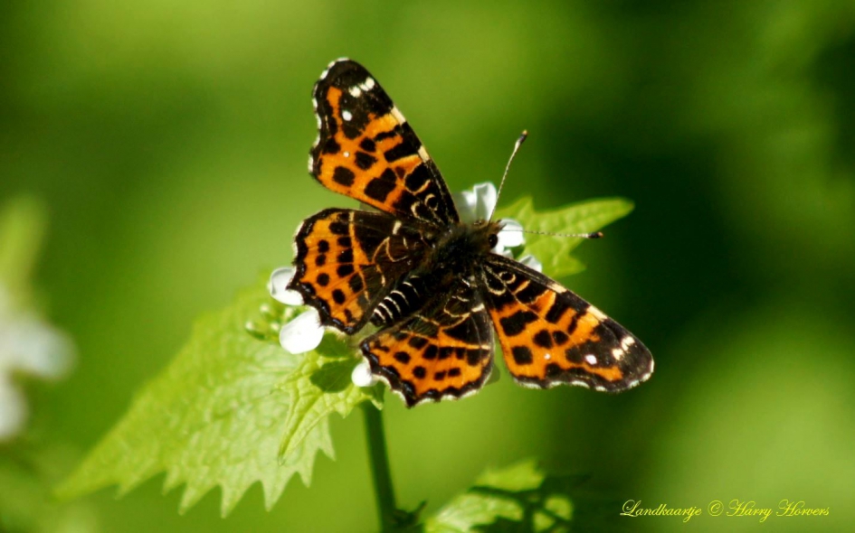 Landkaartje - Geleedpotigen - Landkaartje