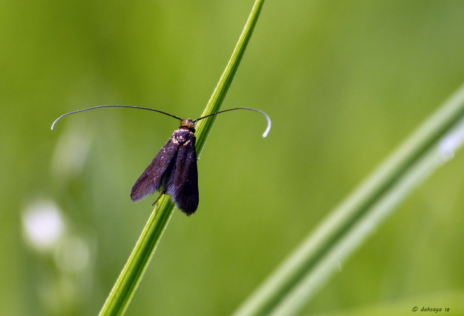 Langsprietmot - Geleedpotigen - 