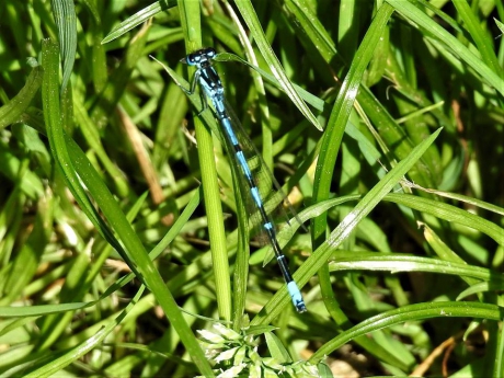 Variabele waterjuffer