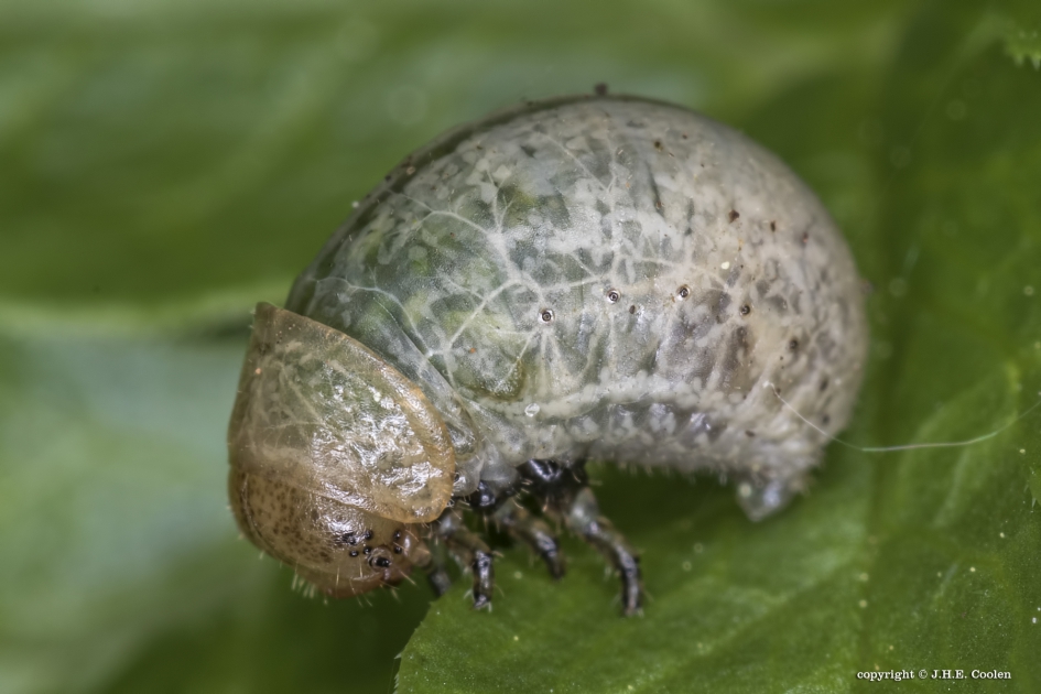 Larve van het ....... - Geleedpotigen - Voorjaarsgoudhaantje