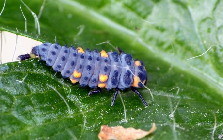 Larve zevenstippelig lieveheersbeestje