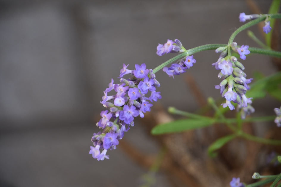 Lavendel - Planten - 