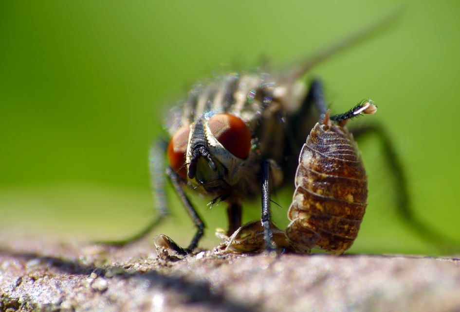 Lekker hapje - Geleedpotigen - 
