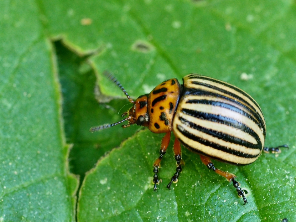 Lekker hapje - Geleedpotigen - Coloradokever