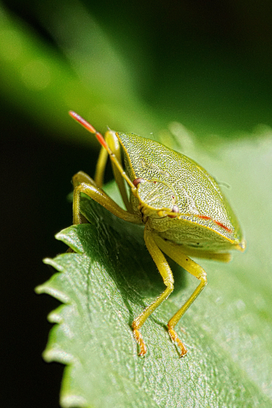 Lekker in het zonnetje! - Geleedpotigen - Groene schildwants