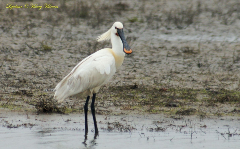 lepelaar - Vogels - lepelaar