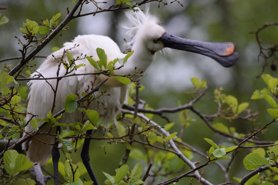 Lepelaar! - Vogels - Lepelaar