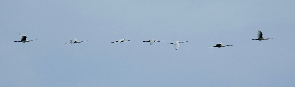 Lepelaars boven Ouddorp - Vogels - Lepelaar