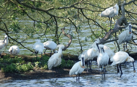 Lepelaars van het Quackjeswater