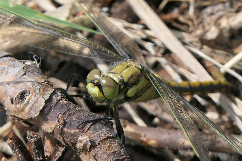 Gewone oeverlibel - Geleedpotigen - Gewone oeverlibel