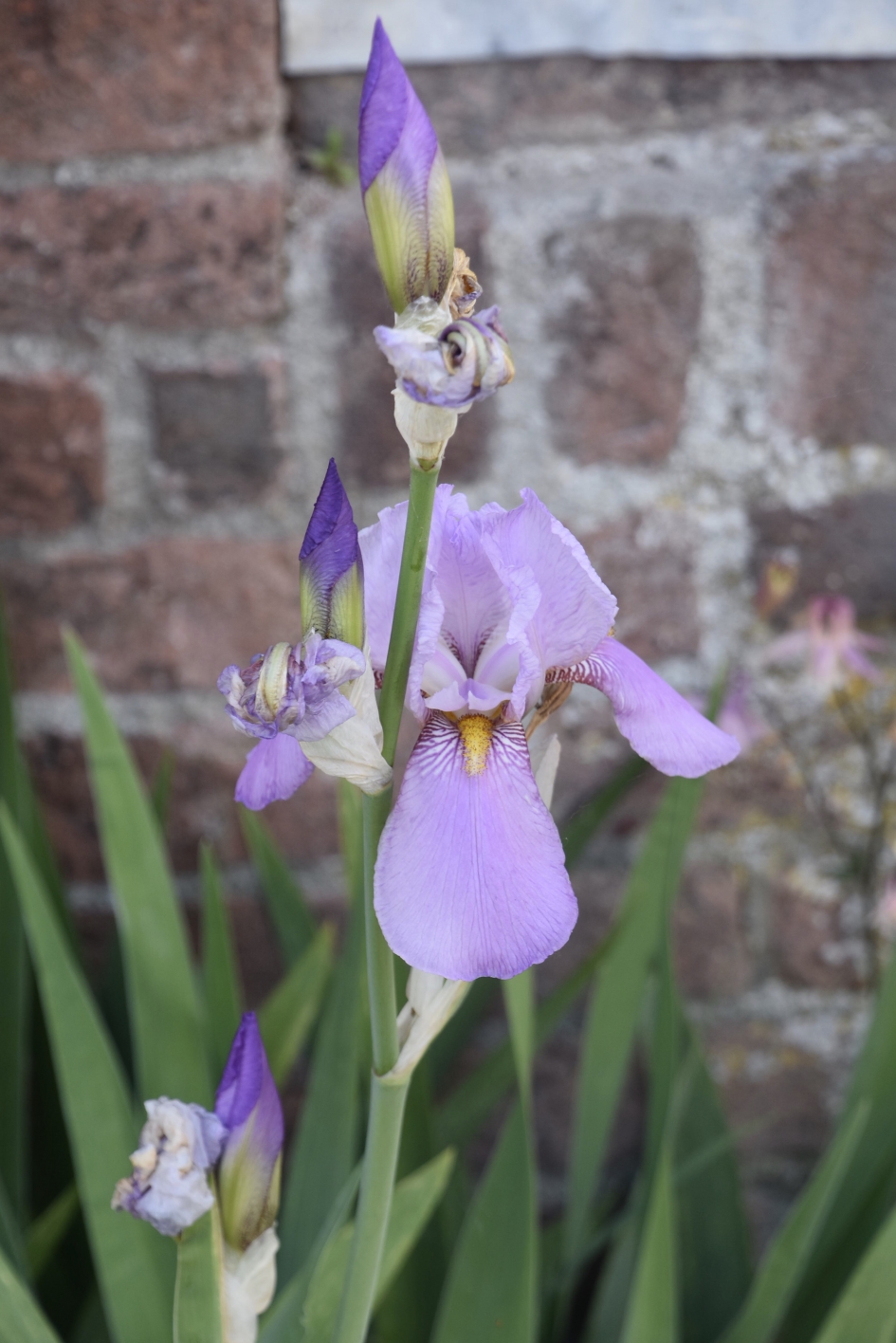 Lila iris - Planten - 