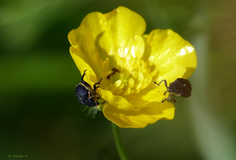 Lissnuitkevers op boterbloem - Geleedpotigen - 