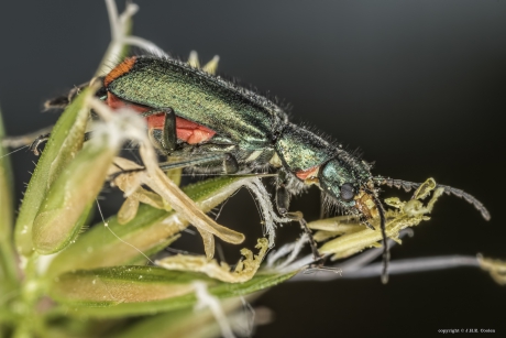 Malachiet kever of bloemweekschildkever