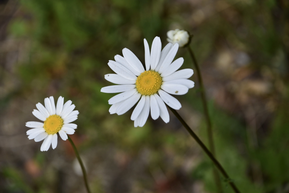 Margrieten - Planten - 