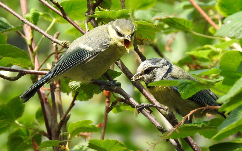 Meer meer meer !! - Vogels - Pimpelmees