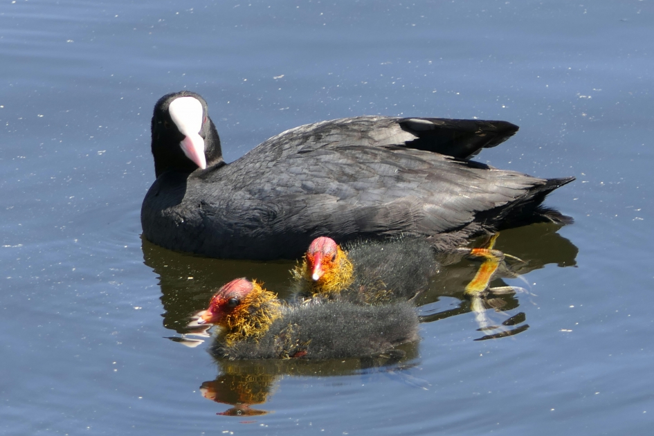 Meerkoet - Vogels - Meerkoet