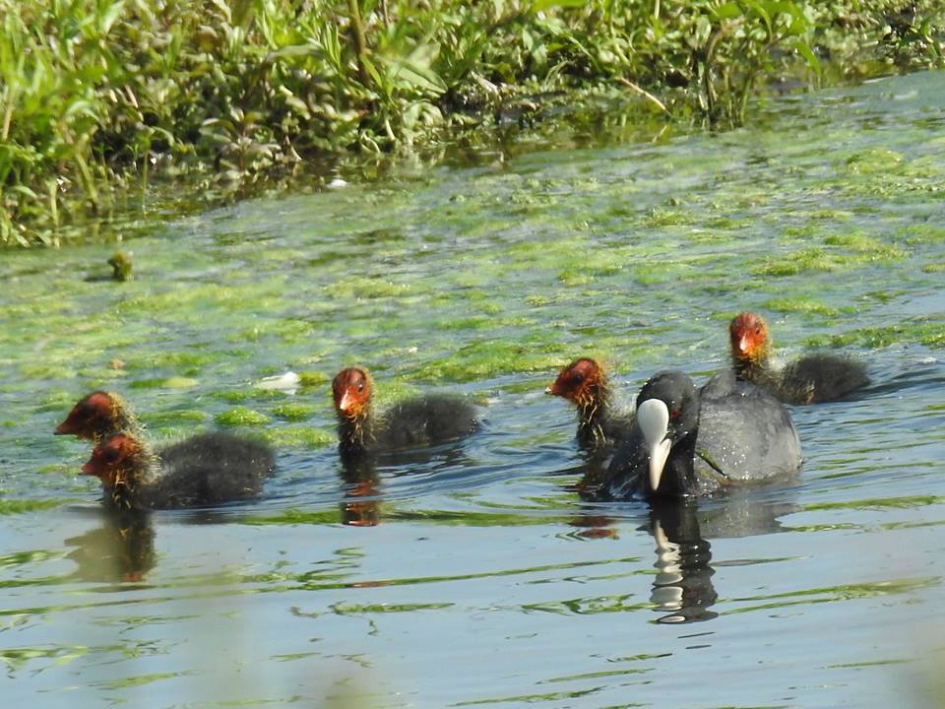 Meerkoet met kuikens - Vogels - Meerkoet