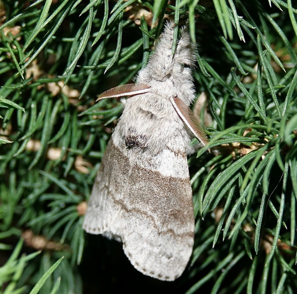 Meriansborstel - Geleedpotigen - Meriansborstel