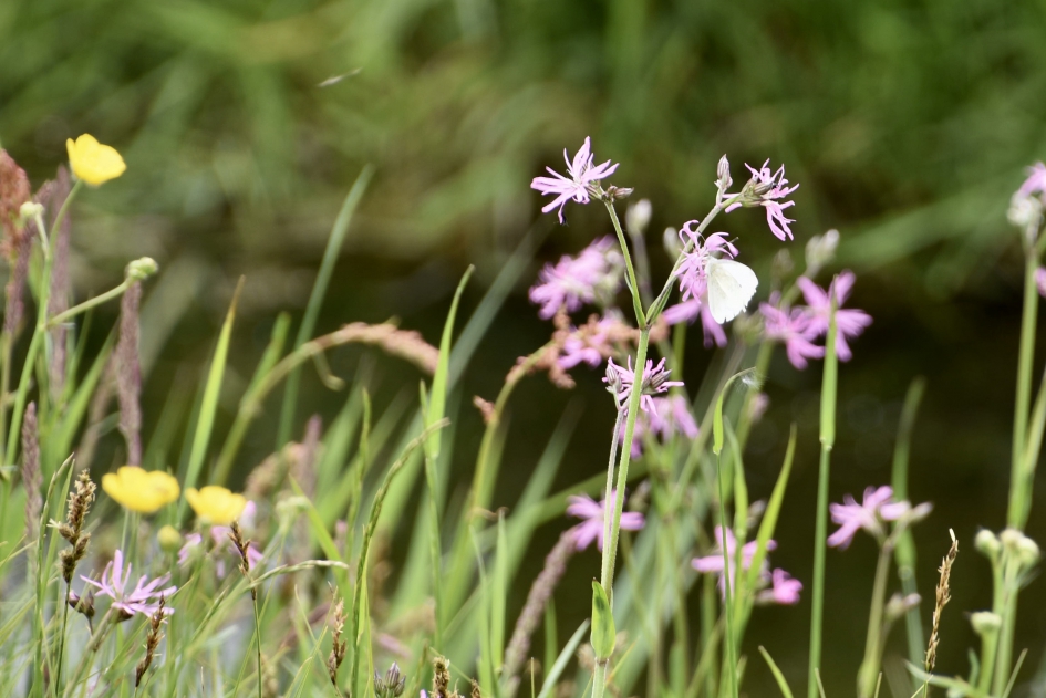 Met bezoek!! - Geleedpotigen - 