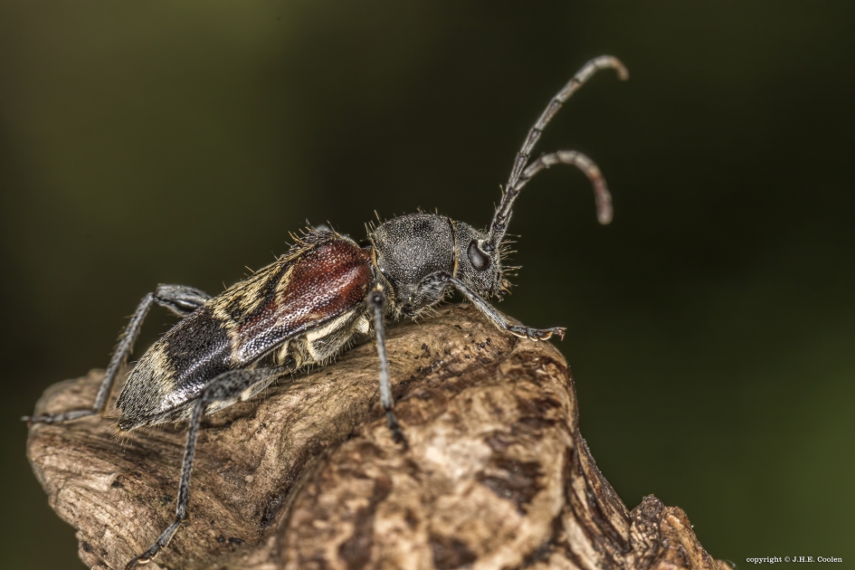 Mierenboktor - Geleedpotigen - Mierenboktor