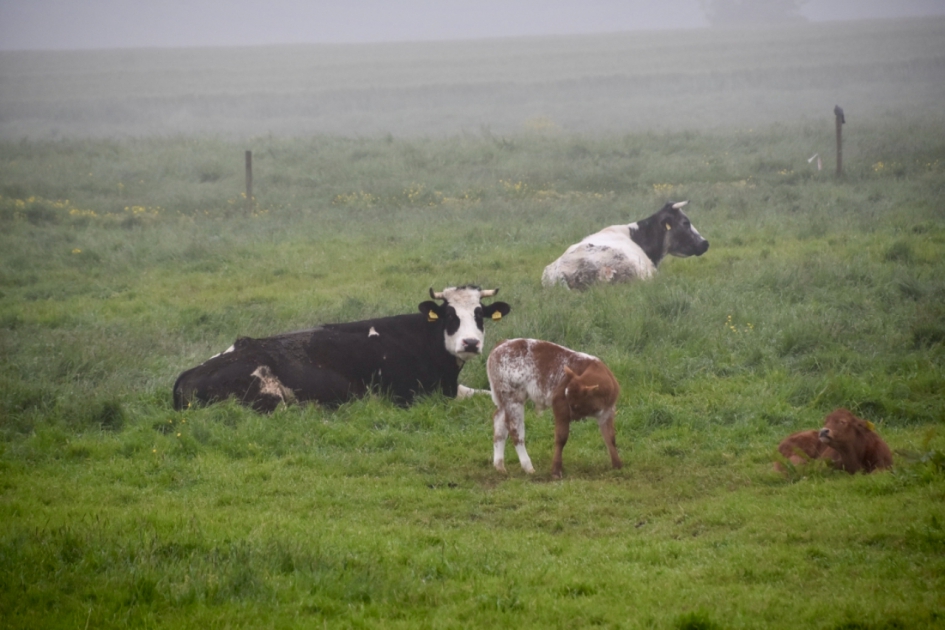 Mistig in Zeeland - Zoogdieren - 