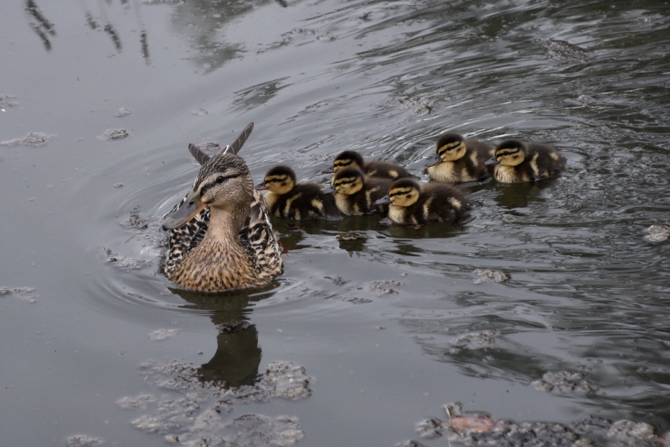 Moedereend met haar pulletjes - Vogels - 