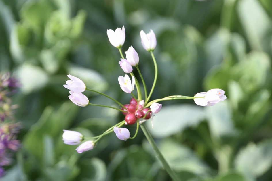 Moeslook - Planten - 