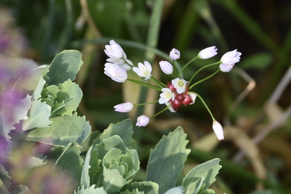 Moeslook - Planten - 