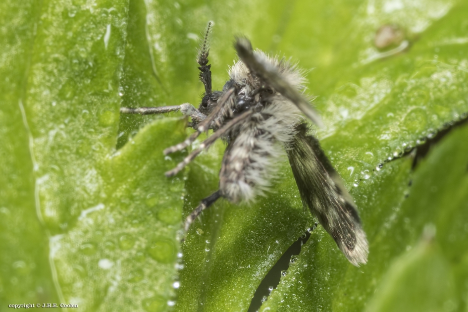 Motmug - Geleedpotigen - Motmug