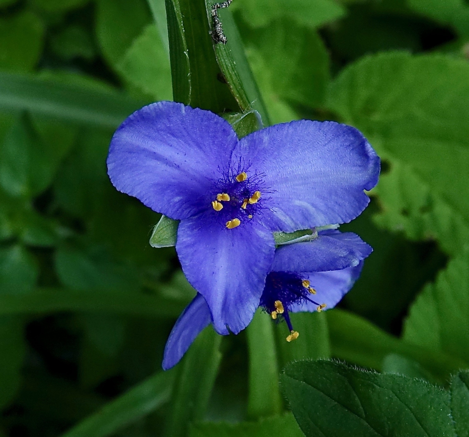 Mozes-in-het-biezen-mandje - Planten - Eendagsbloem