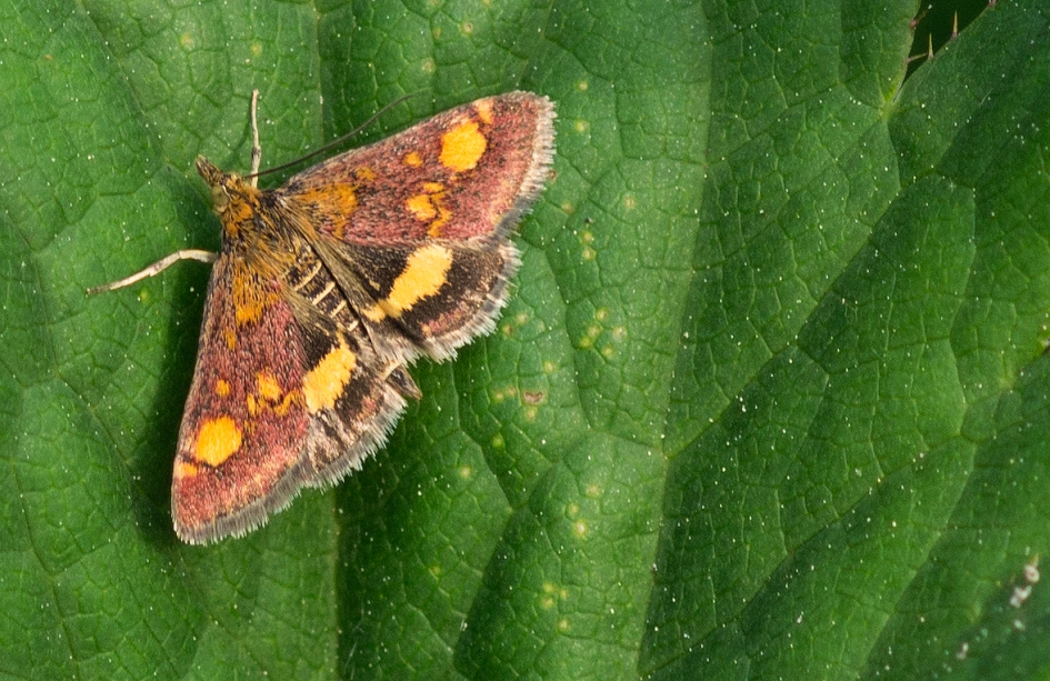 muntmotje - Geleedpotigen - 