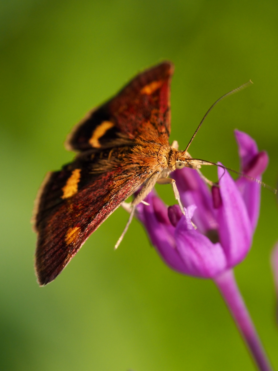Muntvlindertje - Geleedpotigen - Muntvlinder
