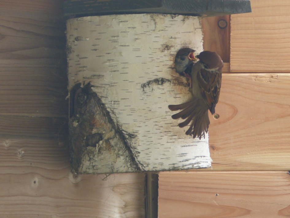 Mus voert jonkies - Vogels - mus