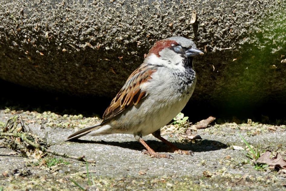 Mussen trance - Vogels - Huismus