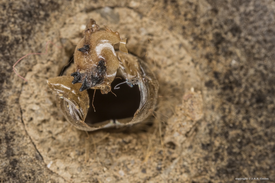 Muurrouwzwever 1 - Geleedpotigen - Muurrouwzwever