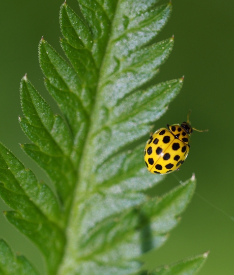 Tweeëntwintigstippelig lieveheersbeestje