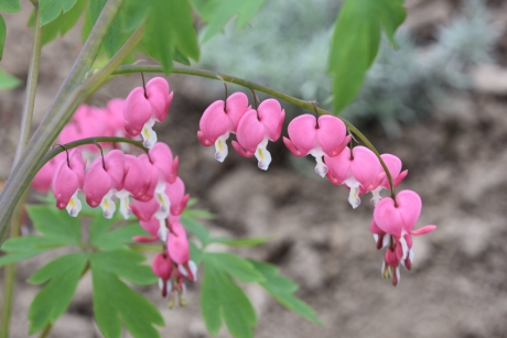 “Bleeding heart”