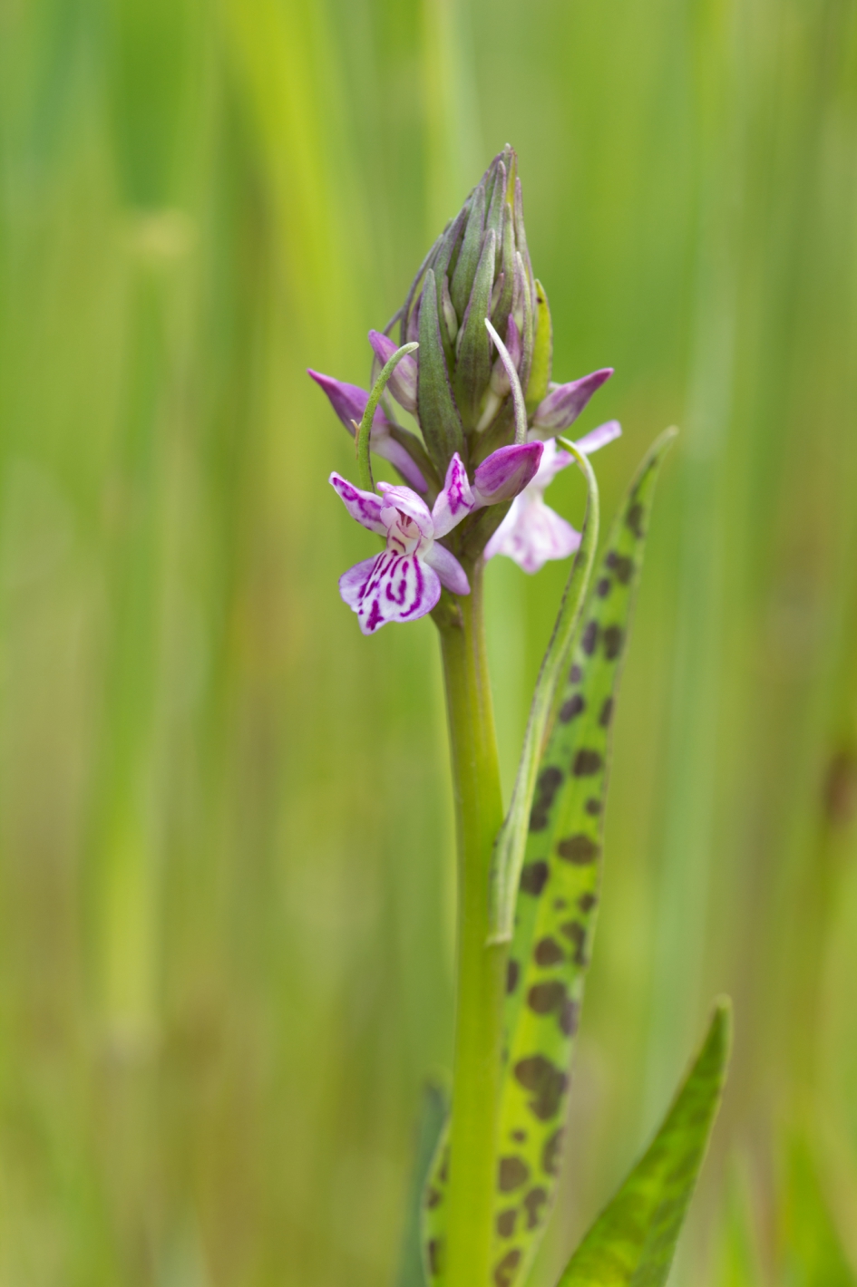 De orchideeën komen langzaam in bloei - Planten - Gevlekte orchis
