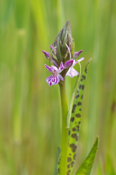 De orchideeën komen langzaam in bloei