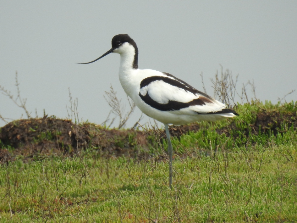 Kluut rust uit op één poot. - Vogels - Kluut